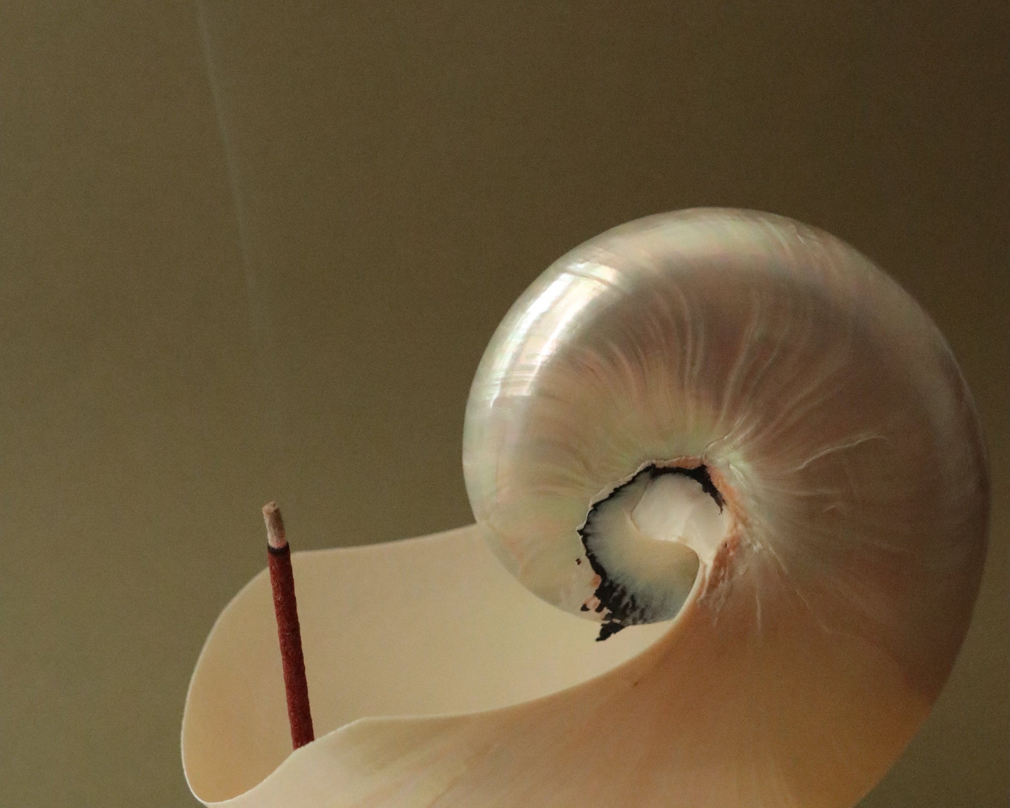 Nautilus shell with an incense stick on a plain background