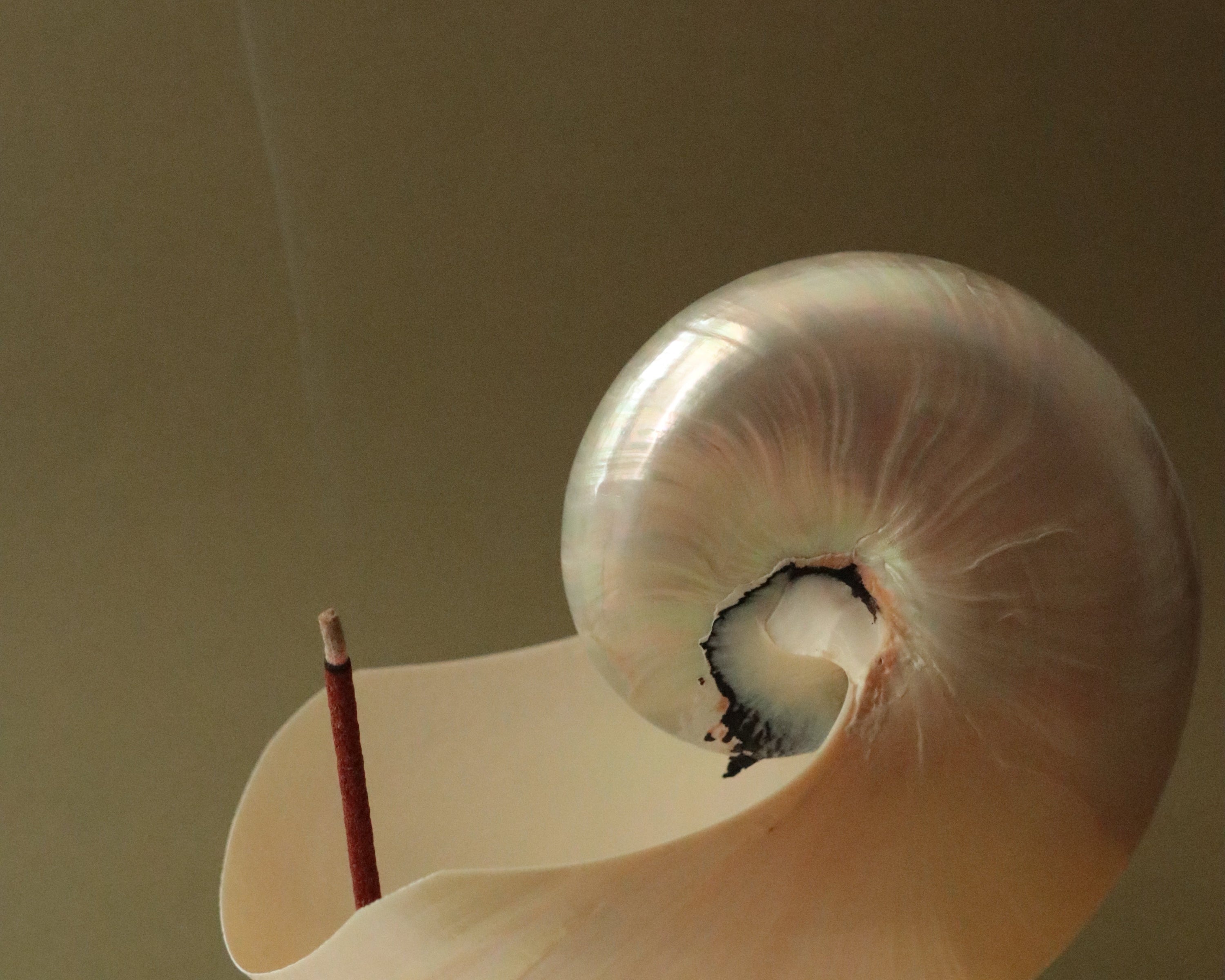 Nautilus shell with an incense stick on a plain background